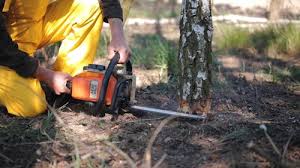 Best Tree and Shrub Care  in Topeka, IN