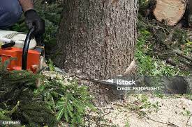 Best Tree Preservation Services  in Topeka, IN
