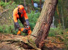 Best Firewood Processing and Delivery  in Topeka, IN