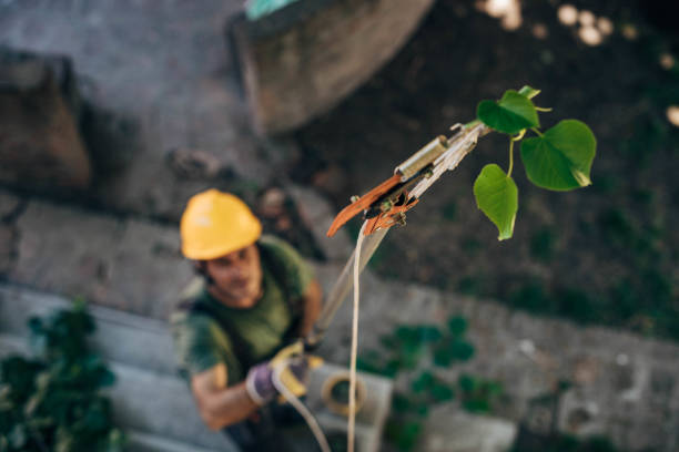 Best Tree Disease Treatment  in Topeka, IN